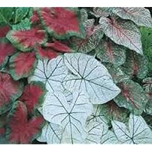 Caladium Bulbs, Fancy Mix, Pack of 15 Bulbs, Easy to Grow, Colorful Mix, Perennial Hosta