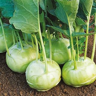 Welldales 50 Premium German Giant Kohl Rabi Superschmelz Seeds Vegetable Garden Green Veg