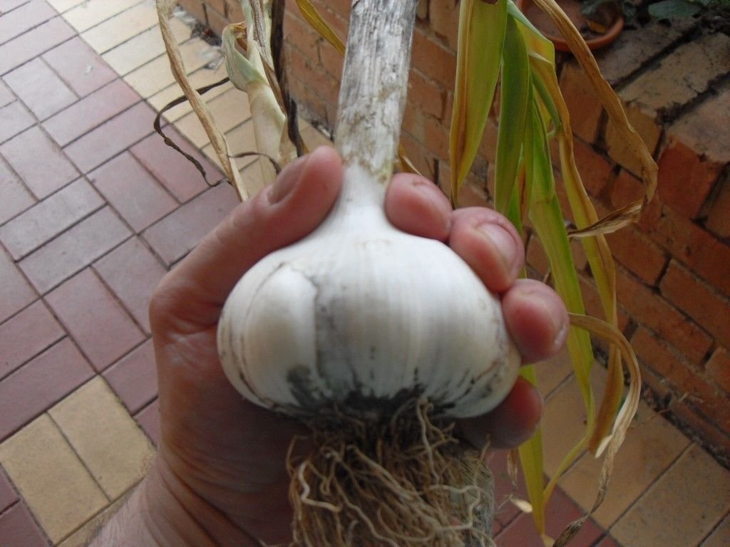Riesen Knoblauch *** 7 Samen *** Ganzjhrig * Culinary * Massiver Sized * :  Amazon.de: Garten