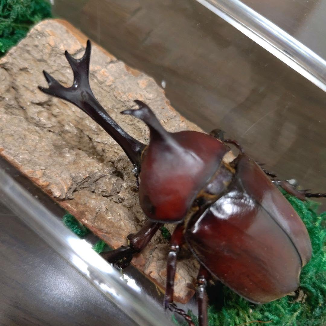 Megaceras(jason,endroedii）2種野外標本セット Megaceras(jason,endroedii）2種野外標本セット Megaceras(jason