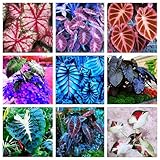 Oreja de elefante bulbos,colocasia plantas,Resistente,bulbos de alocasia,elefante orejas Bulbos,hierbas perennes,bulbo,verdeado,elefante planta,Plantas de interior y exterior.-5bulbos-greenA