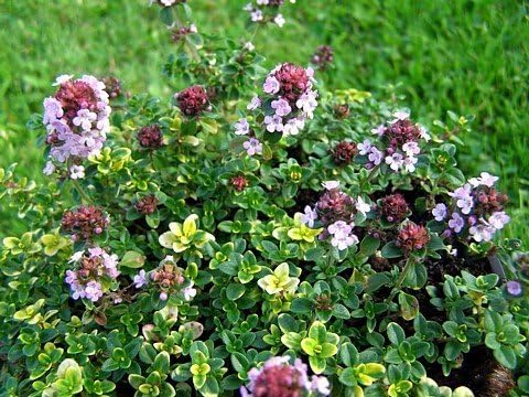 Lemon Thyme- Live Plant - Fantastic! - 3" Pot