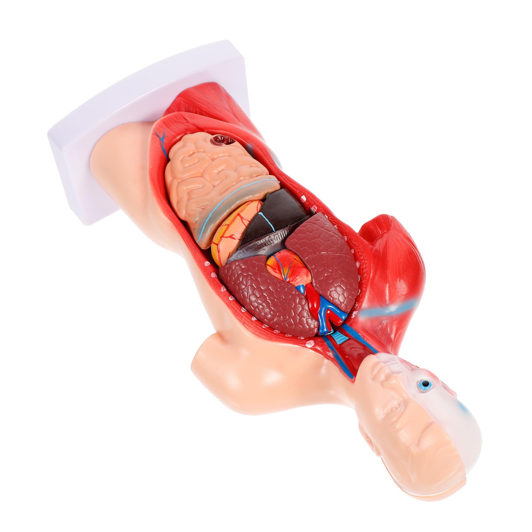1juego Modelo De Anatomía De Órganos Para Educación Médica Maqueta Detallada De Corazón Pulmones Hígado y Riñones Para Clases y Demostraciones Clínicas