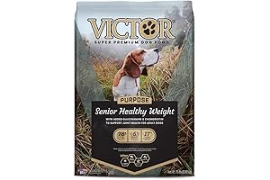 The Importance of Dog Health in Their Senior Years