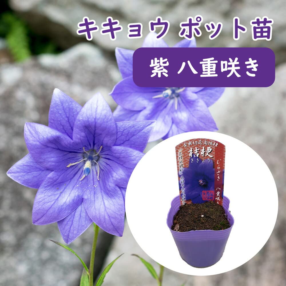 Amazon.co.jp: 【花終わり】桔梗 キキョウ 【 紫 八重咲き