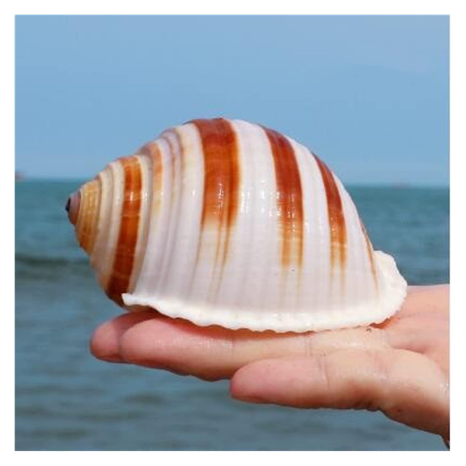 12 Teile/los Neue Seeschnecke Natürliche Shell Große Tritonshorn Aquarium Aquarium Rolle Schalentiere Zucht Mittelmeer Topf Einrichtung Ozean Dekoration Raumdekoration (Color : 10-11cm)