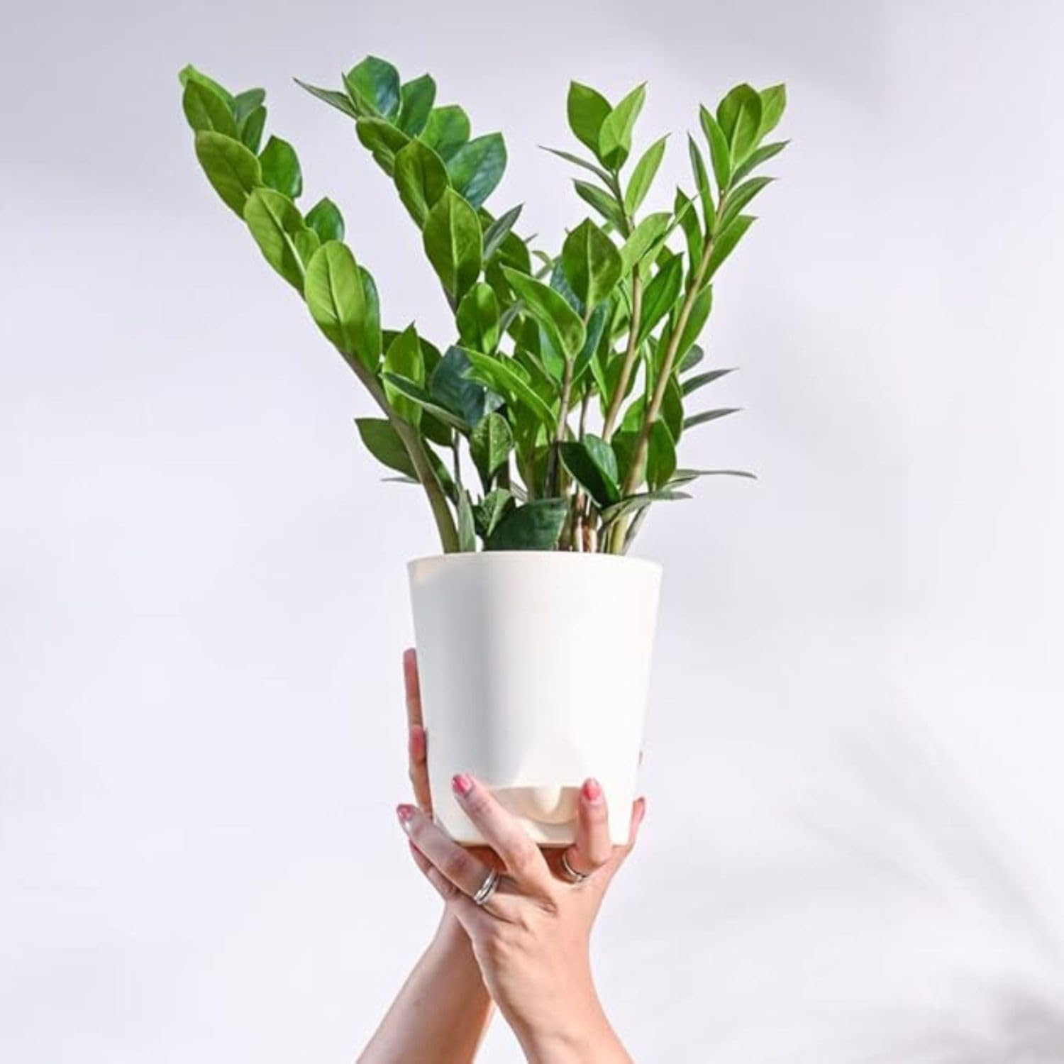 GREENZILLA ZZ Plant, Zamia Air Purifer Plant With Pot (Zamioculcas
