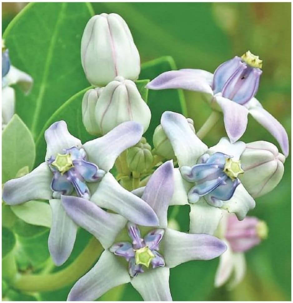 Aak/Calotropis gigantea/jilledu/Madar/Milkweed/erukku Plant 50 Seeds