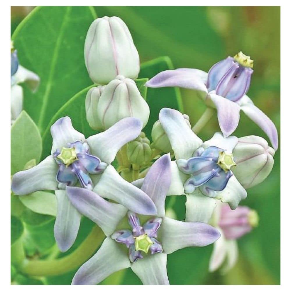Aak/Calotropis gigantea/jilledu/Madar/Milkweed/erukku Plant 50 Seeds