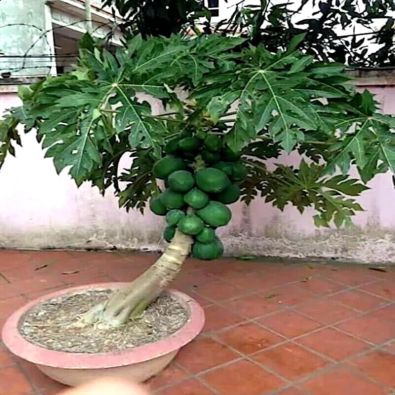 Miniatura 2 de 3 paquetes de semillas de árbol enano solo WAIMANALO (Carica Papaya) Papaya enana semillas de papaya enana enana enana semillas de papaya enana