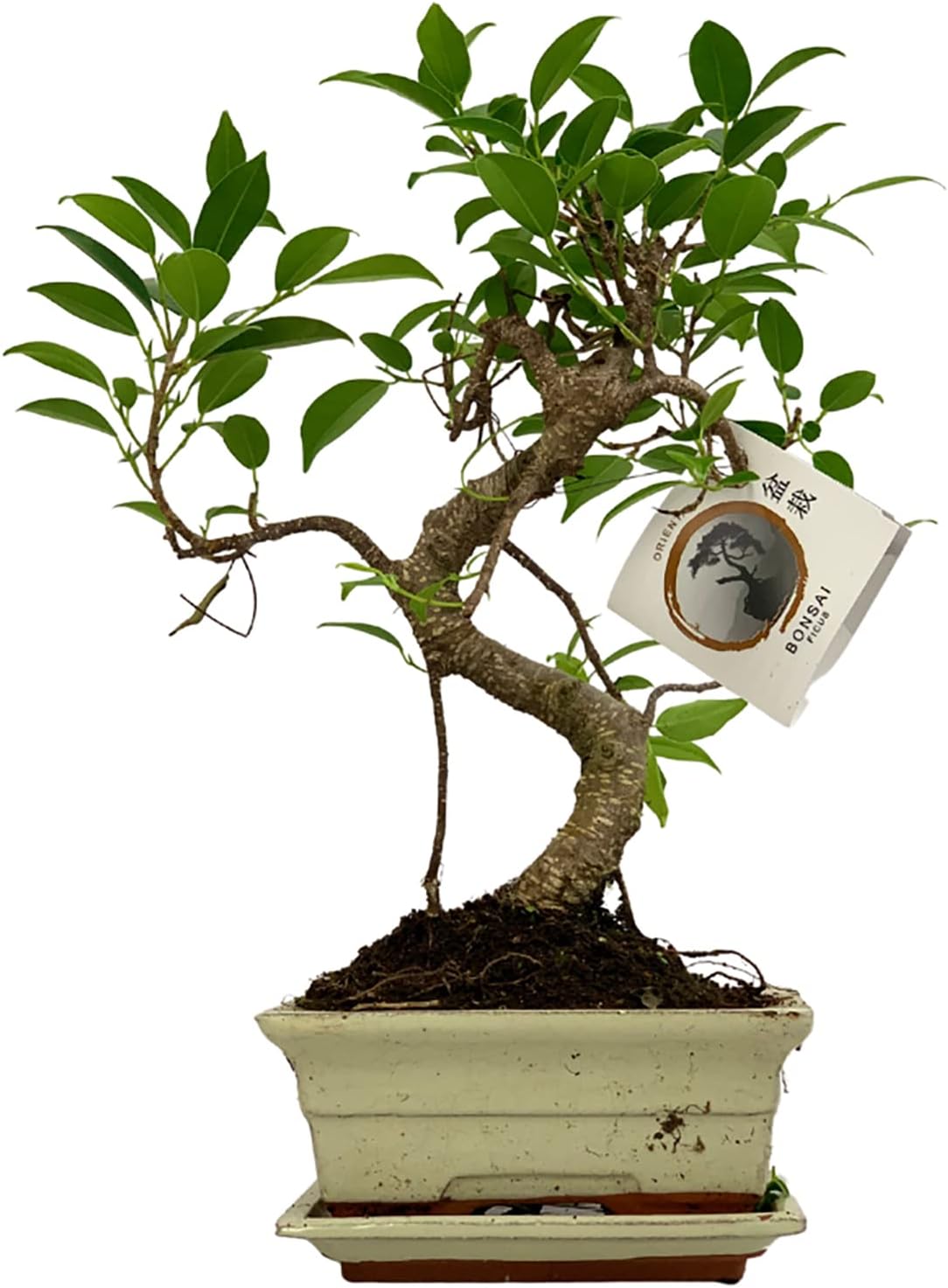 Bonsai Chinese Carmona 20cm Schale Ca. 8-9 Jahre - Bonsai Geschenkset Mit  Keramiktopf, Untersetzer & Schere