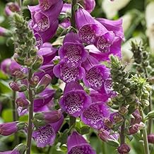 Bedwen Digitalis 'Dalmatian Purple' Plug Plant x4 – Deep Rose-Purple Foxglove Flowers for Pollinator Gardens