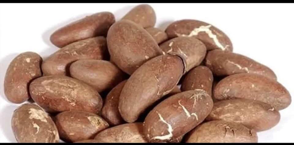 Bitter Kola Nut Garcinia Kola Cola