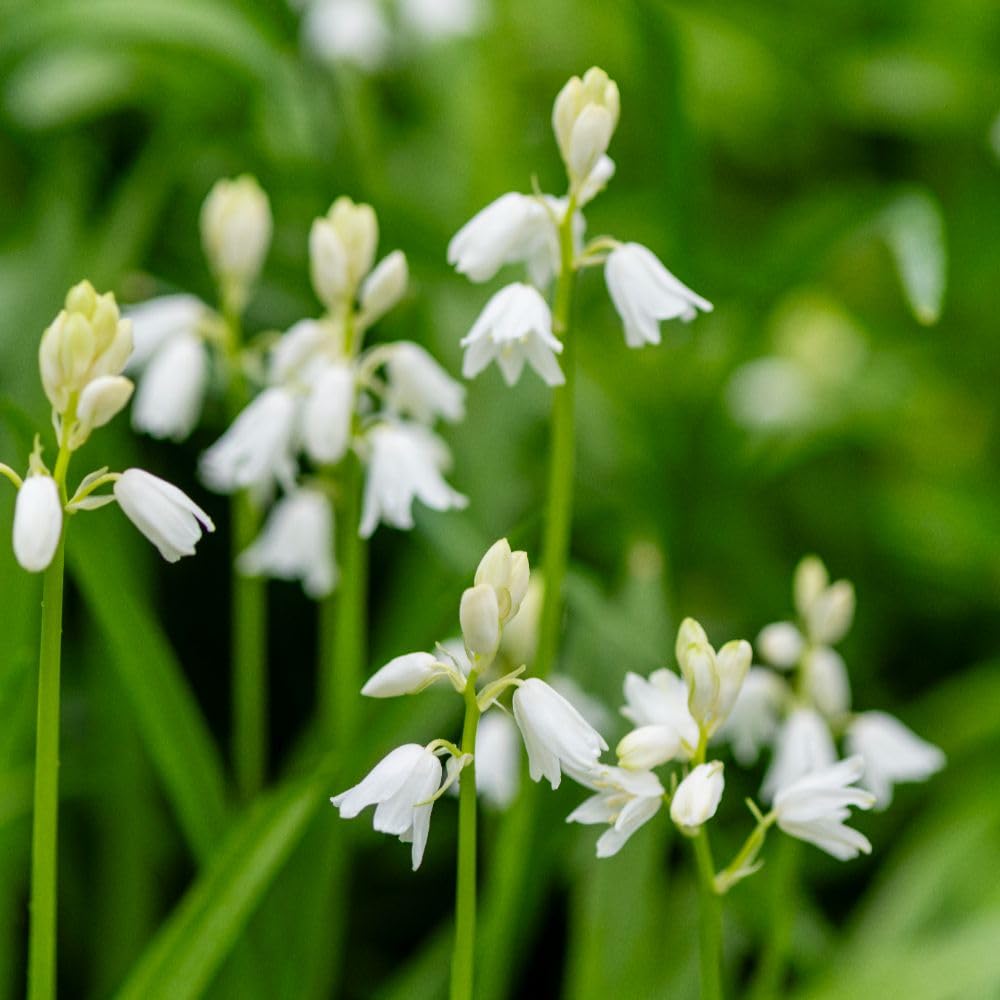 Bluebell 'White' (Hyacinthoides Non-scripta Alba) – Hardy White English Bluebell Bulbs for Woodland & Shade Gardens, Naturalising Perennial Flowers, Pollinator Friendly, 10 Bulbs, By T&M