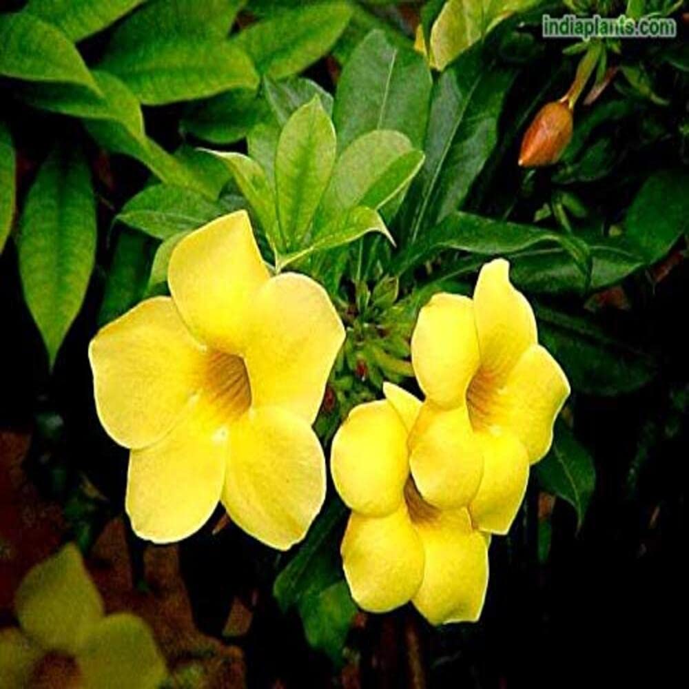 Exoticflora Creepers And Climbers Allamanda Yellow Creeprer & Climber Creepers And Climbers Healthy Live Plant With 6 Inches Fiber Pot (Real Creeper And Climber For Garden And Home) (B07SPRR9V1) Amazon Price History, Amazon Price Tracker