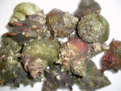 活かし込み 活さざえ 小 1k 静岡/三重/長崎産 静岡蓄養