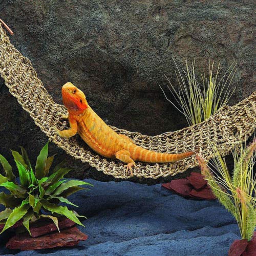 25 Best Bearded Dragon Hammock in 2020 (Reviews & FAQs)
