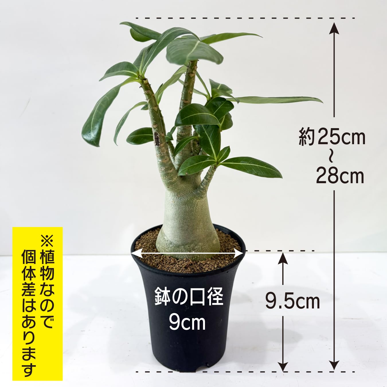 Amazon｜hananicoアデニウム アラビカム 3号 砂漠のバラ 塊根植物