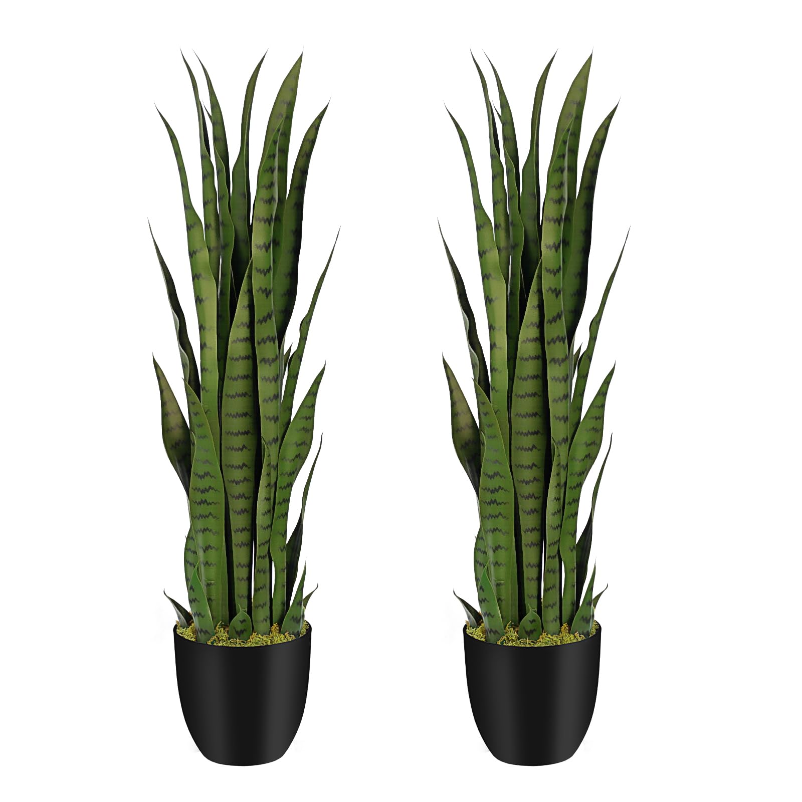 succulents cacti Cutest Little Mini Cactus Pack | Live Cactus Assorted Pack for Sale Online