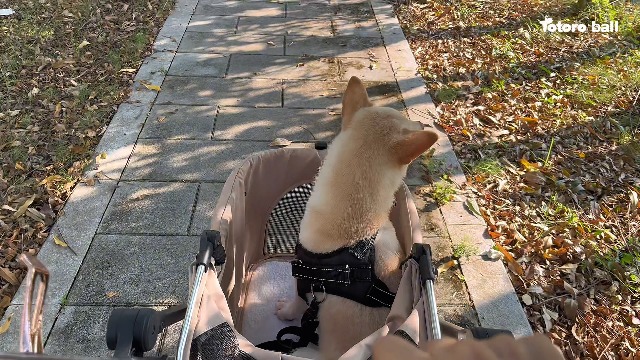 Amazon.co.jp: Totoro ball ペットカート 犬 バギー 4輪 犬用カート