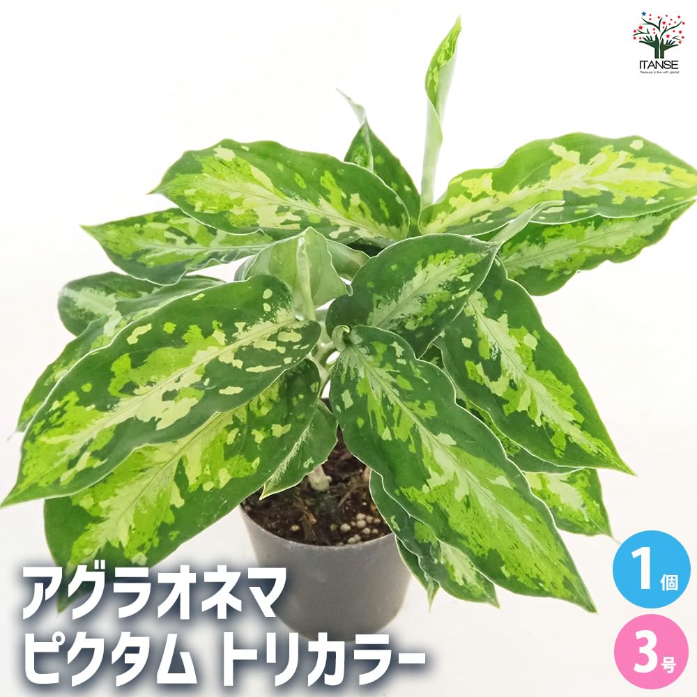 Amazon｜ITANSE アグラオネマ ピクタム トリカラー 3号 1個売り