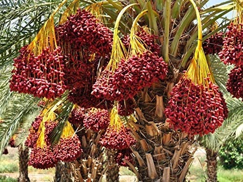 See full amazon price history chart for Cloud Farm Live Rare Tissue Culture Date Plant Arabian variety Dwarf Fruit Live Plant & Tree Pack of 1 CF_08 Cloud Farm Live Rare Tissue Culture Date Plant Arabian variety Dwarf Fruit Live Plant & Tree Pack of 1 CF_08 (B0BNG93LGH) Amazon Price History, Amazon Price Tracker