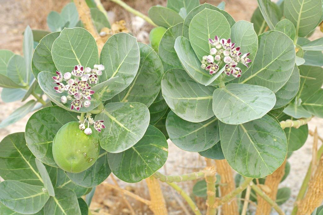 Indiana Calotropis procera Rubber Bush French cotton Sodom apple Aak Mudar Bili aekka Erikku Mandara Rui Adityapushpika Vellai erukkan Erra jilledu Jilledu Mandaaramu 3 Months Old Live Plant