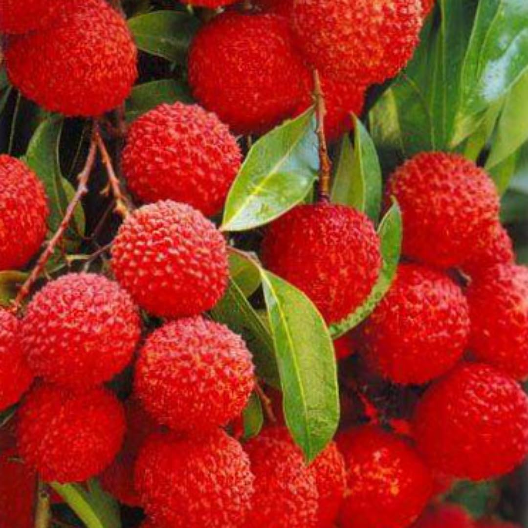 Ariya Muzaffarpur( Shahi) Grafted Sweet Tasty Hybrid Litchi Plant. Pack of 1. (B0B35QY3BK) Amazon Price History, Amazon Price Tracker