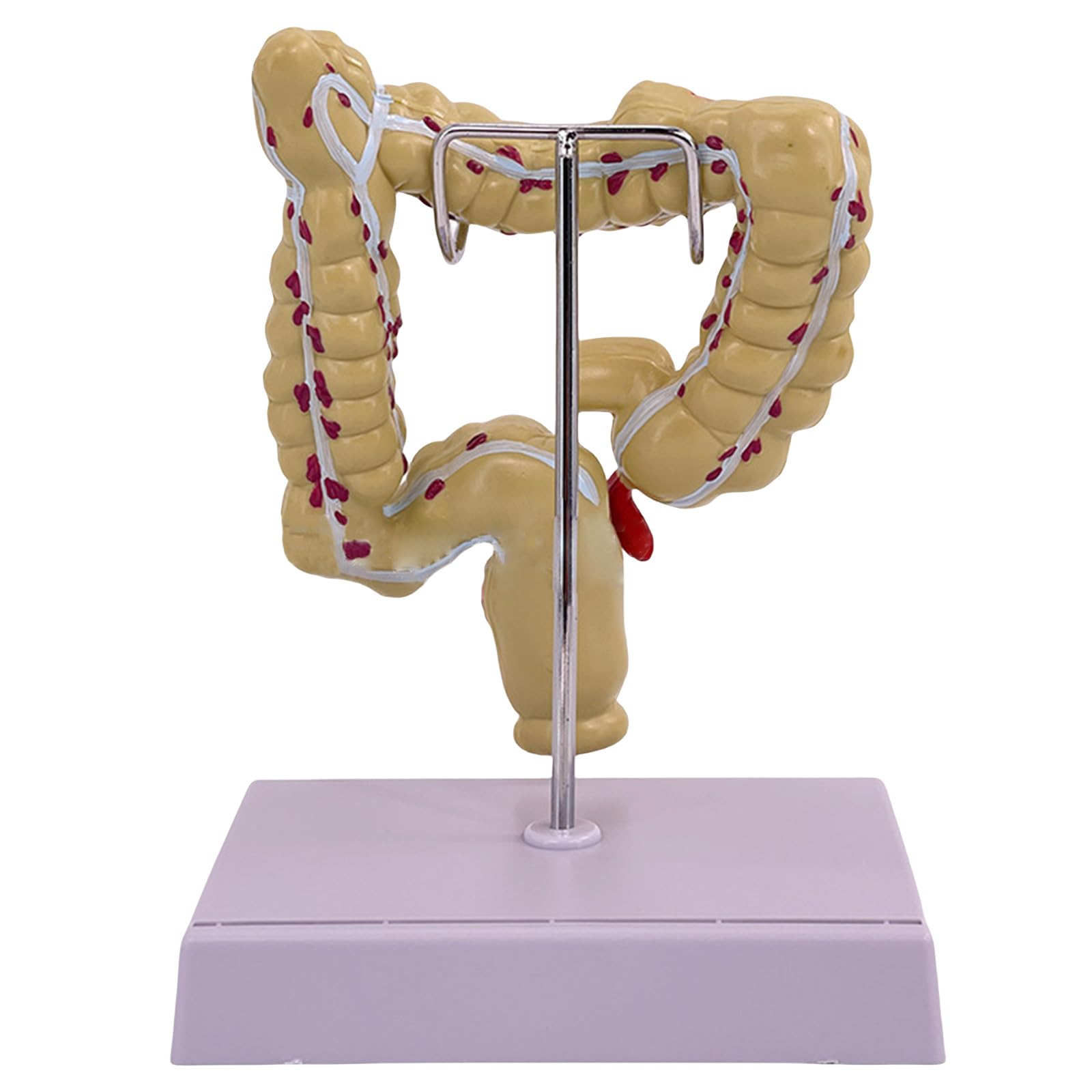 Modello umano dell'intestino crasso patologie umane del modello dell'intestino crasso strumento di insegnamento dei medici per lo studio della scuola di laboratorio