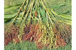 50 Pcs Colorburst Rainbow Dried Corn Stalks (Sorghum Bicolor Heirloom Grain Seeds)