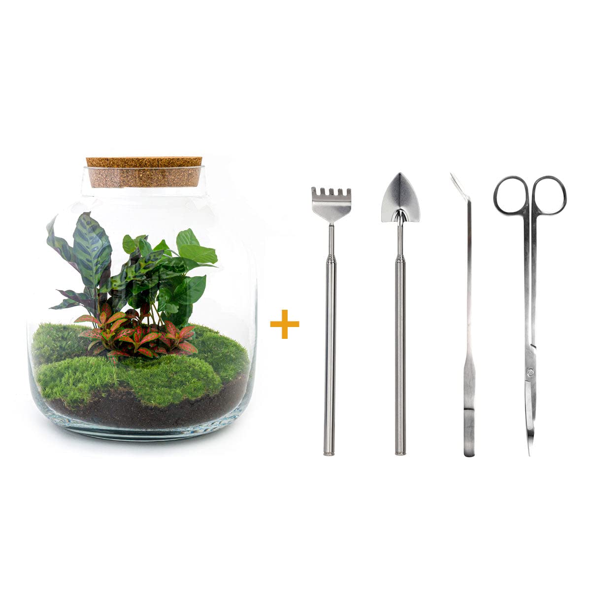 Rośliny terrarium • Botanic Sven XL • Roślina ekosystemowa • ↑ 43 cm - DIY - kompletny zestaw do terrarium - urbanjngl | Terrarium + grabie + łopata + pęseta