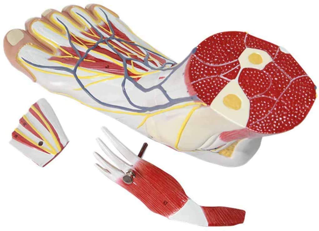 Buy Human anatomical model Medical, Anatomy of the Foot Main mode