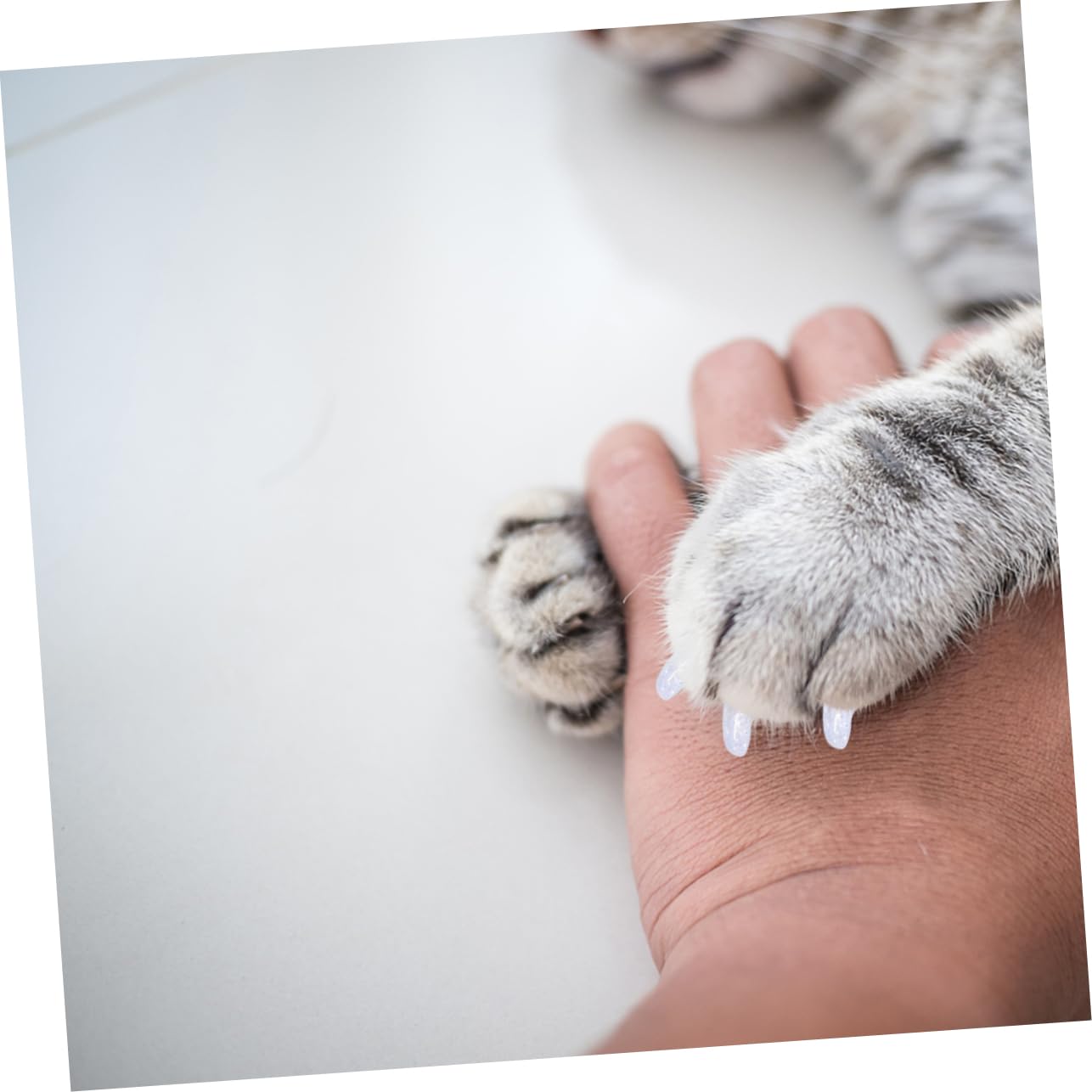 Sosoport 300 Pcs Ensemble D'Ongles pour Animaux De Compagnie Capuchons De Griffe De Chaton Couvre-Griffes De Chaton Couvre-Ongles De Chat Conseils D'Ongles De Chat Accessoires De