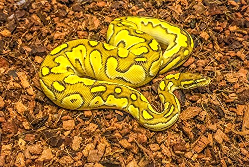 ReptiChip Compressed Coconut Chip Substrate for Reptiles 72 Quart Coco Chips Brick Bedding (1 Breeder Block) - Image 5