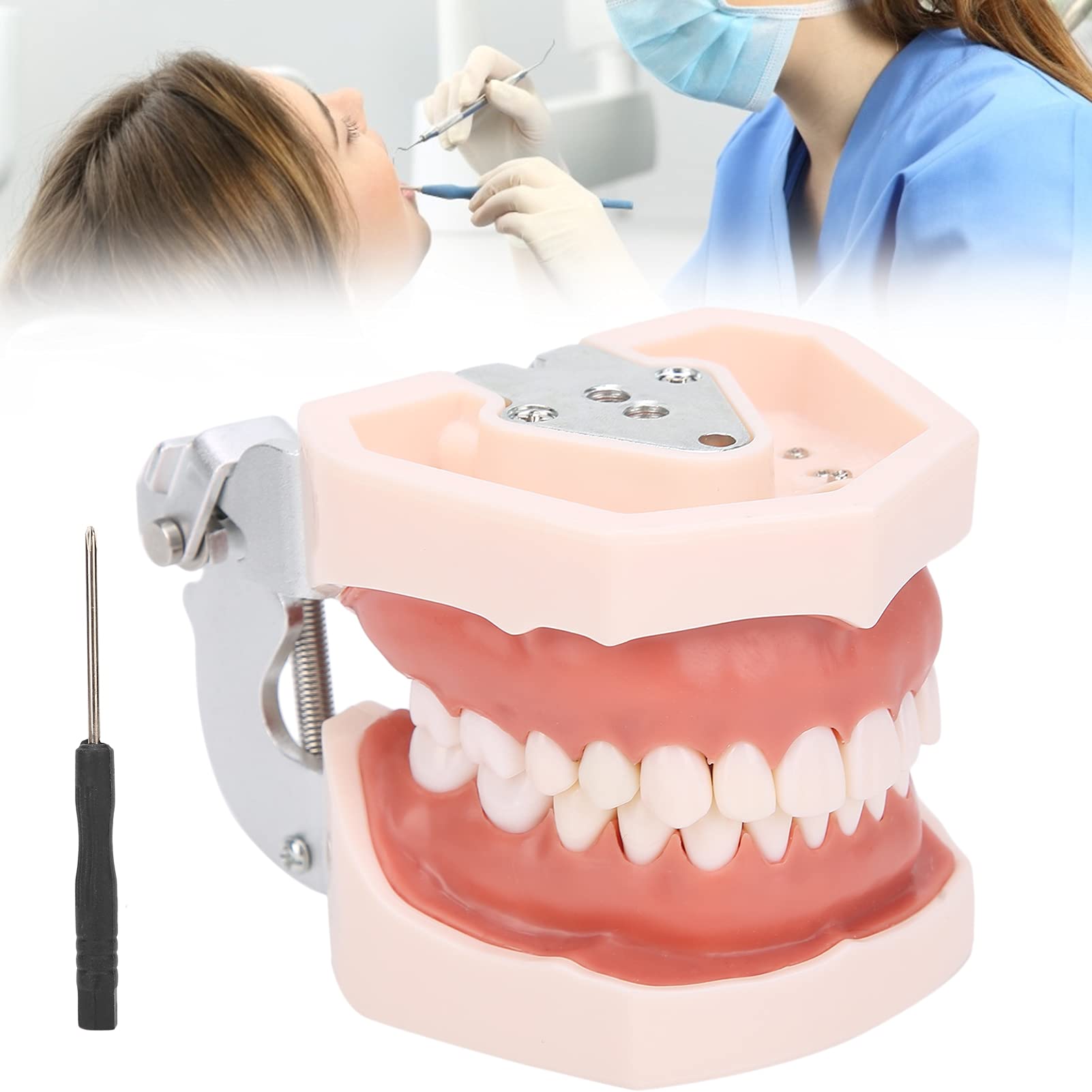 Denti staccabili Modello di Denti Modello di insegnamento Modello di dimostrazione standard Strumento di simulazione Denti Dentali Modello per la pratica di insegnamento con cacciavite, Modello di d