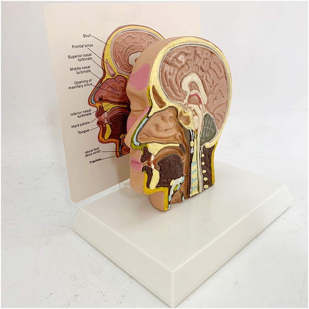 ERNZI Modello Anatomico della Testa - Modello Anatomico Umano del Viso della Mezza Testa - Modello Anatomico Umano Scientifico del Viso della Mezza Testa - per L'insegnamento Medico