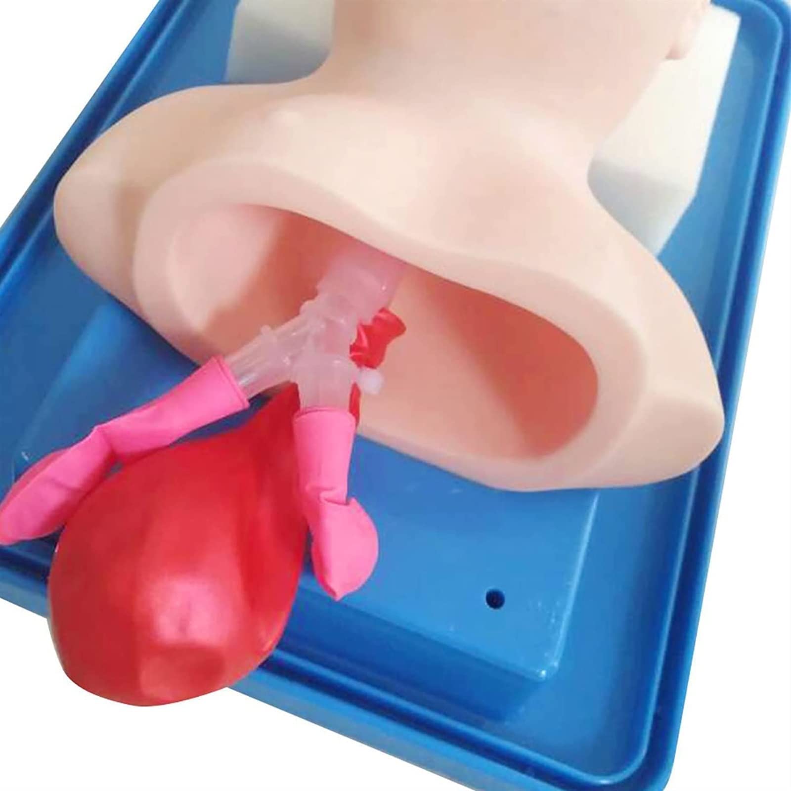 WlP Intubazione tracheale avanzata Modello PVC Intubazione pediatrica Manichino Tracheal Child Airway Trainers Nurse Lab Intubazione endotracheale Insegnamento