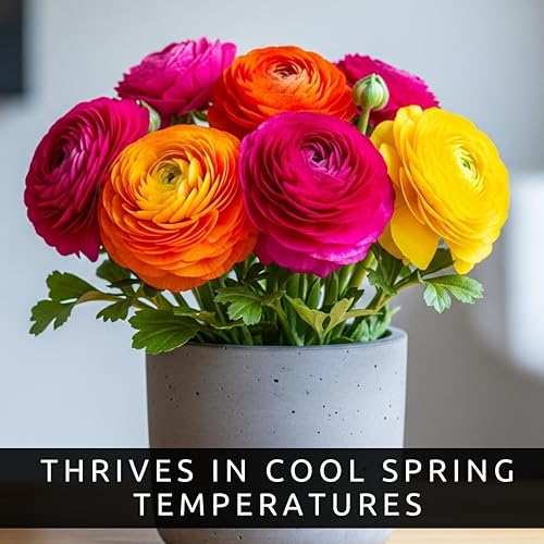 Miniatura 6 de Bulbos de colores mixtos de ranúnculos para plantar (10 bulbos)