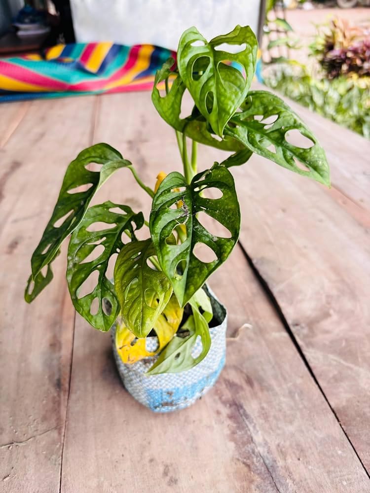 Broken Heart Plant Live Indoor & Office Home Plant | Low Maintenance, Decorative Foliage, Refreshes Indoors, Unique Leaf Pattern, Tabletop Plant-picture-40