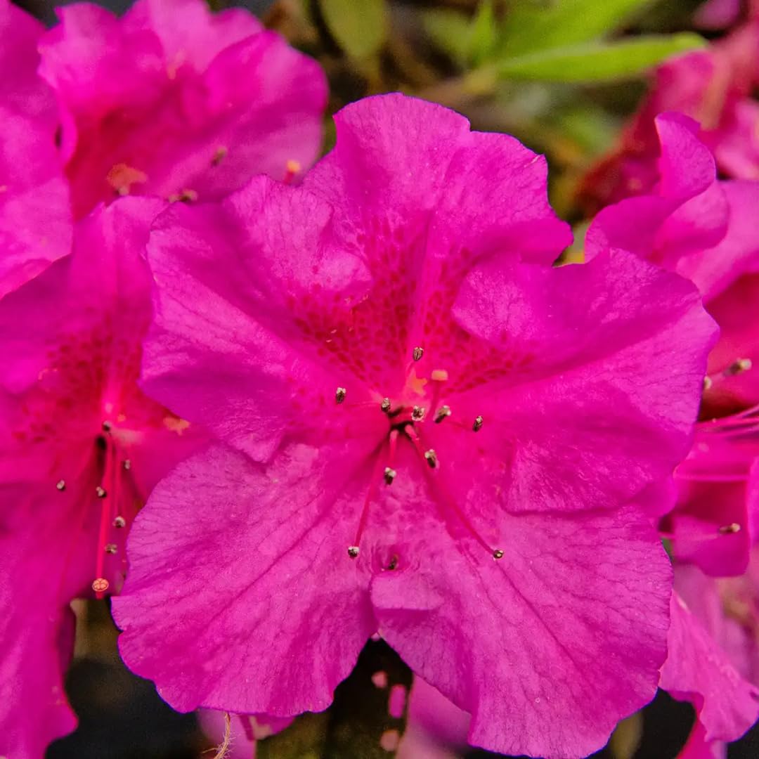 M-Tech Gardens Azalea Flowering Plant (Magenta, Hybrid) Rhododendron Exotic 1 Live Flowering Plant (B08KRFVHKR) Amazon Price History, Amazon Price Tracker