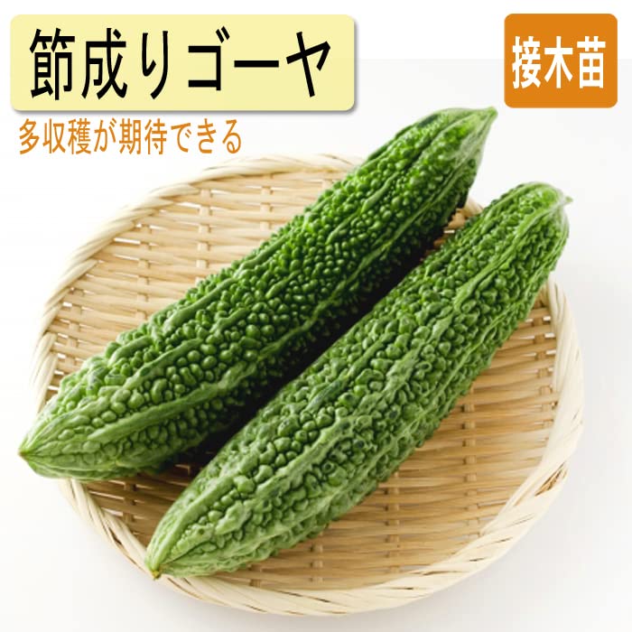 Amazon.co.jp: 接木 野菜 苗 節なりゴーヤ 9cmポット苗 ゴーヤ 家庭 Amazon.co.jp: 接木 野菜 苗 節なりゴーヤ 9cmポット苗 ゴーヤ 家庭