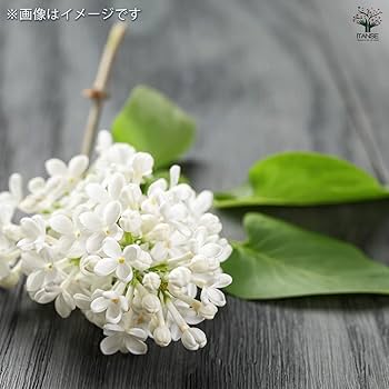 Amazon.co.jp: ITANSE ライラック エンジェルホワイト 6号 1個