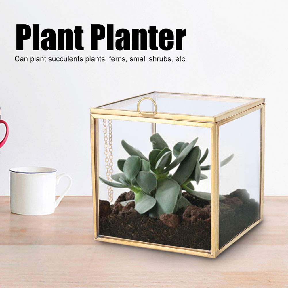 Mini Glas Geometrische Terrarium ContainerModerne Tischplatte Pflanzer Fensterbank Regale DIY Display Box Herzstück für Sukkulente Luft Pflanze Miniatur Feengarten, Gold