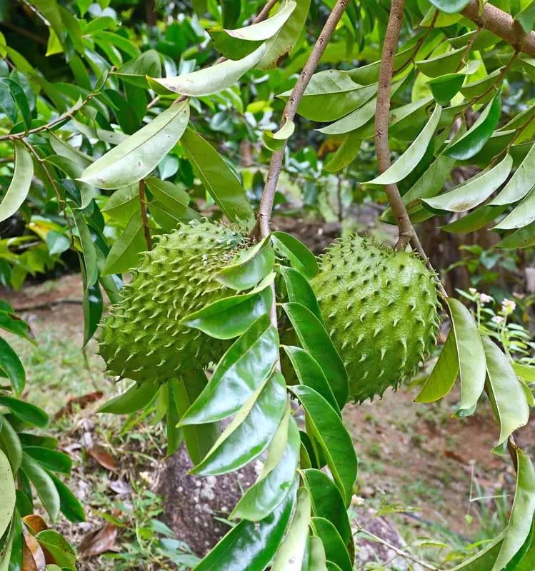 50 semillas frescas de guanábana verde