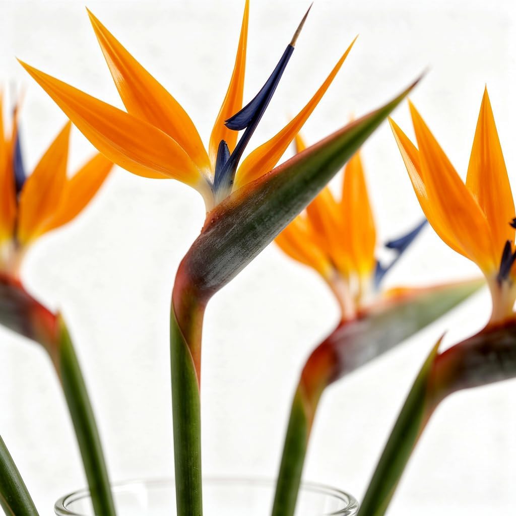 American Florals 5 Tropical Birds of Paradise - Fresh Cut Flowers with USA Wrapped - Floral Gifts for Birthday, Thank You, Mother's Day & Home Garden, Wedding Party Decoration & DIY (Orange and Blue)