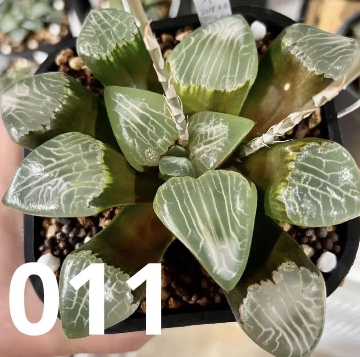 令和５年自宅産ハオルチア種子^ ^ 令和5年自宅産ハオルチア種子^ ^