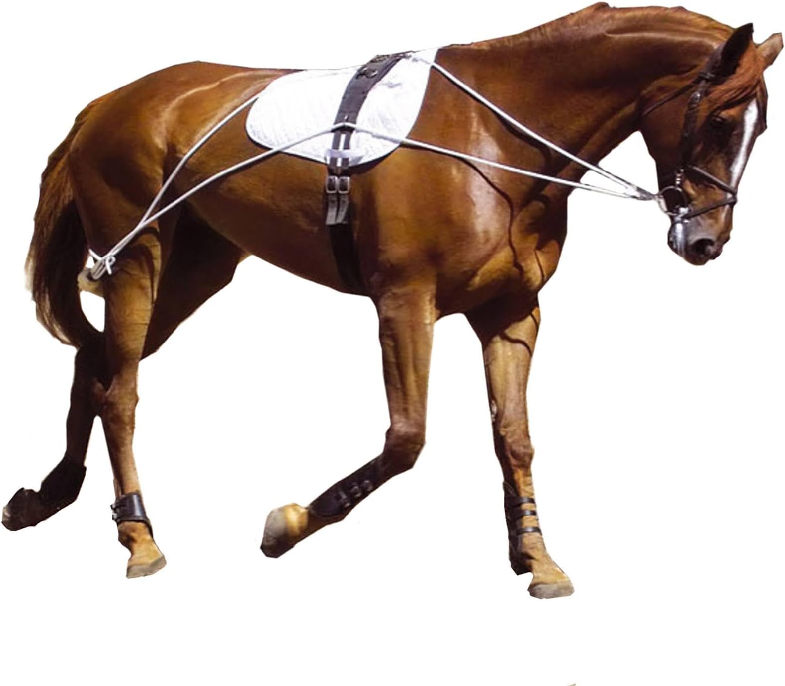 Ultimate Horse Lunging Training Aid System Lunge Equipment for Pony Cob Horse Draft Size