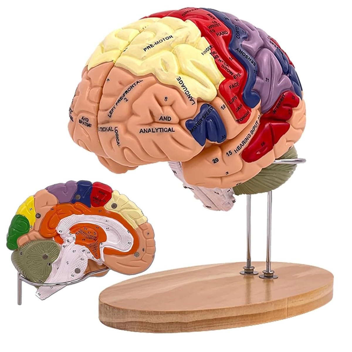 Bananaww Human Brain Model – Anatomical Brain Model for Neuroscience Study, Human Brain Model Anatomy 2X Life Size with Detachable Structures