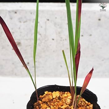 umehari　チベットペマラカの花とベネチアンシード Amazon｜XAODUNH チベットの仏教のタンカマンダラチベット仏教の