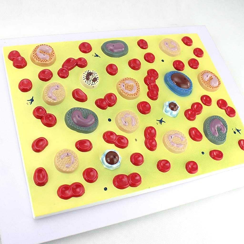 Model Anatomiczny Ludzkich Krwinek 2000 Razy Powiększanie, Hematologia Materiału PVC, Medycyna Wewnętrzna, Patofizjologia, Medyczne Materiały Dydaktyczne.